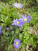 Anemone Blue Shades (2015, April 15)