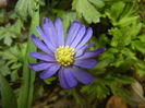 Anemone Blue Shades (2015, April 15)