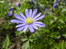 Anemone Blue Shades (2015, April 15)