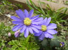 Anemone Blue Shades (2015, April 15)