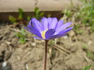 Anemone Blue Shades (2015, April 15)