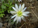 Anemone White Splendour (2015, Apr.15)