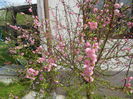Prunus triloba (2015, April 15)