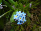 Myosotis alpestris (2015, April 15)