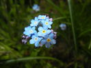 Myosotis alpestris (2015, April 15)