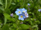 Myosotis alpestris (2015, April 15)