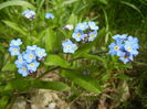 Myosotis alpestris (2015, April 15)