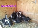 20150420_ Australorp negru 2015