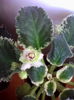buckeye seductress