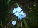 Myosotis alpestris (2015, April 15)
