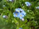 Myosotis alpestris (2015, April 15)