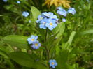 Myosotis alpestris (2015, April 15)