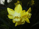 Narcissus Pipit (2015, April 14)