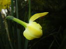 Narcissus Pipit (2015, April 14)