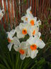Narcissus Geranium (2015, April 11)