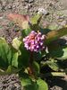 BERGENIA - Urechile elefantului