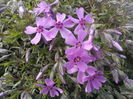 Phlox Sabulata