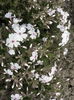 Phlox Sabulata