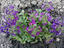 Alyssum