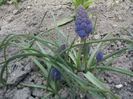 Muscari