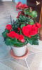 Begonia rosie