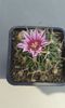 echinofossulocactus-(stenocactus crispatus)