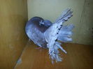 Mascul