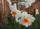 Narcissus Geranium (2015, April 11)