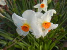 Narcissus Geranium (2015, April 11)