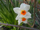 Narcissus Geranium (2015, April 11)