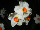 Narcissus Geranium (2015, April 12)