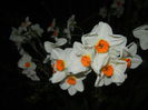 Narcissus Geranium (2015, April 12)