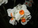 Narcissus Geranium (2015, April 12)