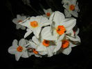 Narcissus Geranium (2015, April 12)
