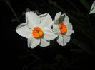 Narcissus Geranium (2015, April 12)