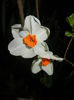 Narcissus Geranium (2015, April 12)