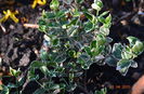euonymus