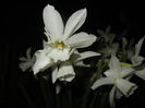 Narcissus Thalia (2015, April 12)