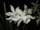 Narcissus Thalia (2015, April 12)