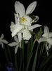 Narcissus Thalia (2015, April 12)
