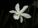 Narcissus Thalia (2015, April 12)