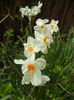 Narcissus Geranium (2015, April 15)