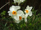 Narcissus Geranium (2015, April 15)