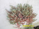 SEDUM OCHROLEUCUM