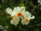 Narcissus Geranium (2015, April 15)