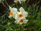 Narcissus Geranium (2015, April 15)