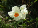Narcissus Geranium (2015, April 15)