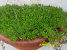 Sedum sarmentosum
