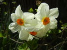 Narcissus Geranium (2015, April 15)
