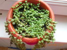 Senecio Rowleyanus